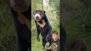 Не спите на солнечном медведе
