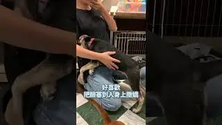 有社交恐懼症的小狗怎麼找家🙁
