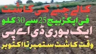 کالے چنے کی کاشت