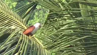 Brahminy Kite Eating Snake R. 48 cm size