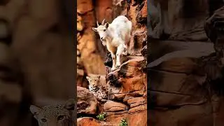 Cliff Drama: Leopard Stalks Mountain Goat! 🐐🐆