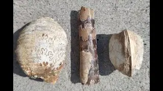 Invertebrate Fossil Trip to find Baculites (Ammonite Cephalopods) Scaphites (Ammonite) and Clams