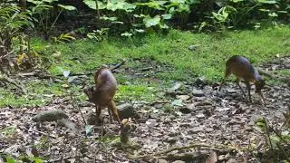wildlife :Muntiacus muntjak