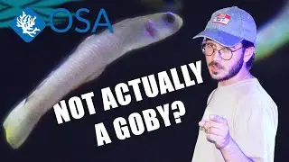 These AREN'T Gobies!