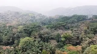 Drone Footage Of The Botanical Garden In Aburi - Ghana