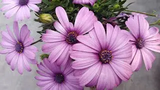 How To Care African Daisy Flower Plant