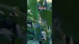 farming🌿🌾#shortvideo #viralvideo #farmingshort #video #reels @NKkumar-f5v #shorts #gaonkikahani