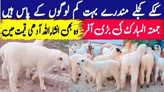 High Class Kakkay Billay Mundray | Original Gulabi White | Pure Breeds 👌 | Qurbani 2023