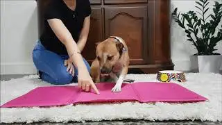 SCREAMPET - Scream Cool Pads