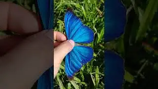 Atlantic Rainforest Morpho / Morpho anaxibia / REGUA, Brazil