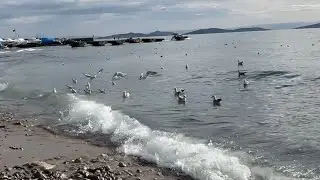 Seagulls, Sun & Marmara Dreams🌊😼☺️☺️