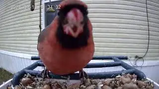 Cardinal of the day January 18th 2026