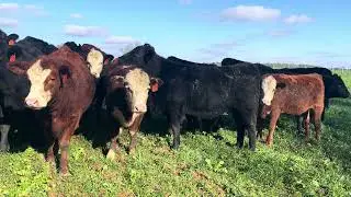 Heifers grazing cool-season forages research study in Blackville, SC #farming #foragedrops #forages