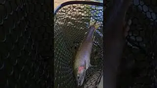 The BEST Lake Erie Steelhead Fishing #steelhead #flyfishing