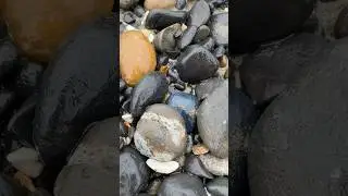The elusive Oregon Coast blue/black 💙🖤#agates #agate #agatehunting #rockhounding #rockhound
