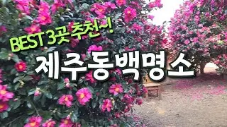 제주 동백꽃 명소 3곳 / 카멜리아 힐, 숨도(귤림성), 휴애리  [아름다운 제주여행]