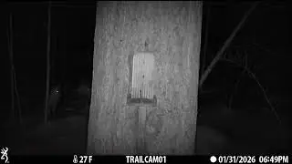 Red Fox Sitting in the Snow at the Squirrel Feeder in the Woods