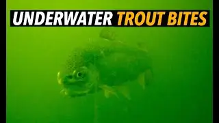 Trout Trolling: Flasher & Worm (Underwater Video!)