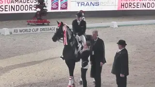 stronger than ever | mevisto amadeus horse indoors
