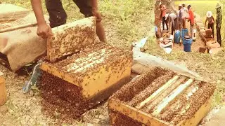How to Harvest Honey / 台灣蜂蜜採收 - Taiwan Bee Master