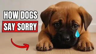 How Dogs Say Sorry! (Might Surprise You)