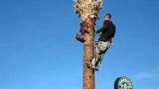 Palm Tree Skinning - Town and Country Tree Service
