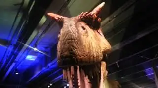 Dinosaurs at the Museum