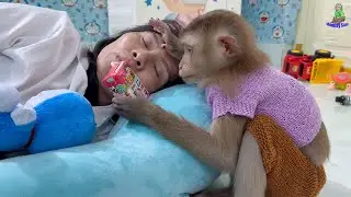 monkey Sam smart so sad take care of mom when sick