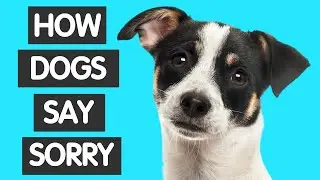 HOW DO DOGS APOLOGIZE TO HUMANS? 🔥