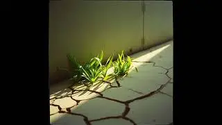 Static Bloom