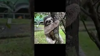 2023 sloth and 5000bce sloth || Past animals ||#shorts #Trend #trend #new #evolution #animal #today