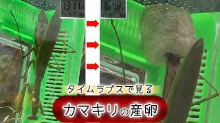 【徹底検証】カマキリの産卵方法と産卵中の観察