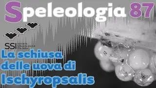La schiusa delle uova di Ischyropsalis - Speleologia n&deg; 87