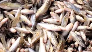 RIVER FISH CATCHING DAY 4 ❤️👍🏻WOW 90 KG FISH 🐟 #RIVERFISH#BIGFISH#FISH
