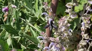 Пчела плотник (Xylocopa valga - редкий вид, внесённый в Красные Книги)