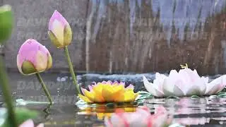 Colorful lotus flowers floating on water surface in Vietnam