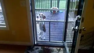 Daisy opening the door