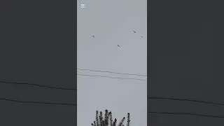 Արագիլները ձմռանը😯#armenia #erevan #аист #stork 28.01.26թ.