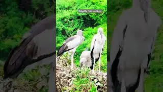 Nelapattu birds sanctuary