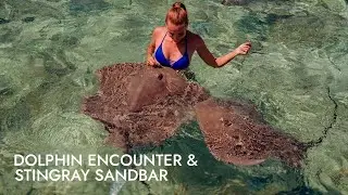 Dolphin Encounter with Stingray Sandbar | Shore Excursion | NCL