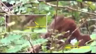 Close Up of Real Bigfoot (Timbergiant)*Big Red*