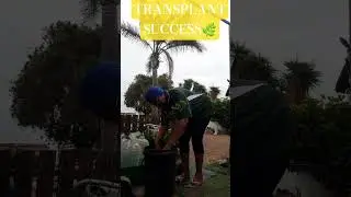 PLANTING A CAPE GOOSE BERRY PLANT! FAMILY GIFT🌿