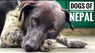 Dogs of Nepal | #doglovers #nepaltravel