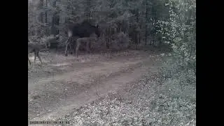 #forest #wildlife #nature #animals #moose