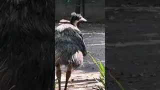 Em&uacute;. Zool&oacute;gico de Chapultepec, 04ene&rsquo;26