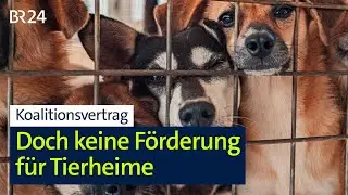 Trotz Koalitionsversprechen: Keine staatliche F&ouml;rderung f&uuml;r Tierheime | Abendschau | BR24