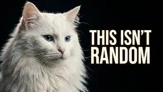 05 Cat Behaviors That Mean More Than You Think.