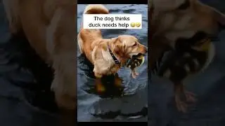 The dog thinks duck needs help 😂🤣 #funny #funnydogs