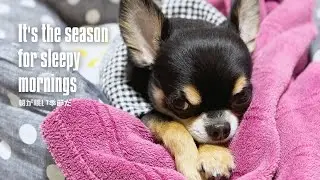It's the season for sleepy mornings - Torajiro
