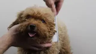 Bonve Pet Dog Clippers | Professional Dog Grooming Clippers Kit | Best grooming Kit for Dog
